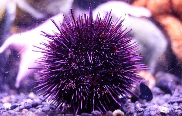 ウニ - green sea urchin 写真 ストックフォトと画像