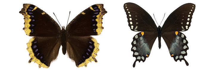 mourning cloak nymphalis antiopa isolated. Papilio polyxenes isolated. mix set of beautiful butterflies on a white background. set of butterflies. butterfly isolated on white background.butterflies