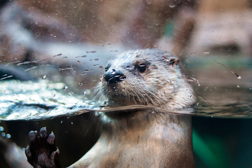 Eurasian otter (Lutra lutra) looking out of its hide near a stream.