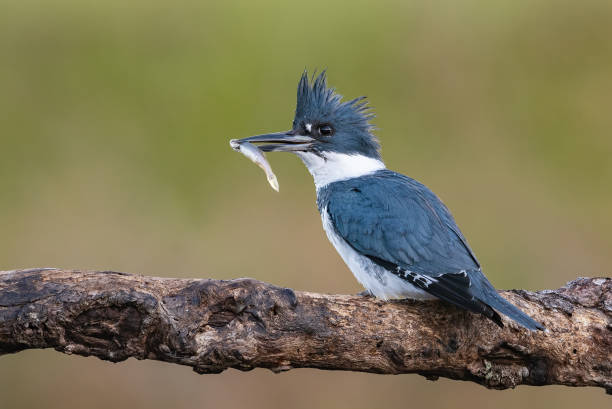 istock Belted Kingfisher 1305227071
