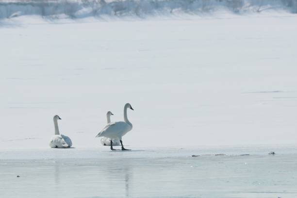 istock White swans walking on frozen lake. 1305227608