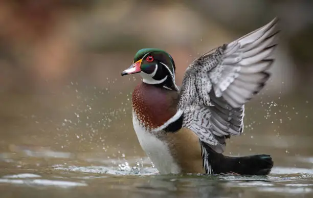 Photo of Wood Duck