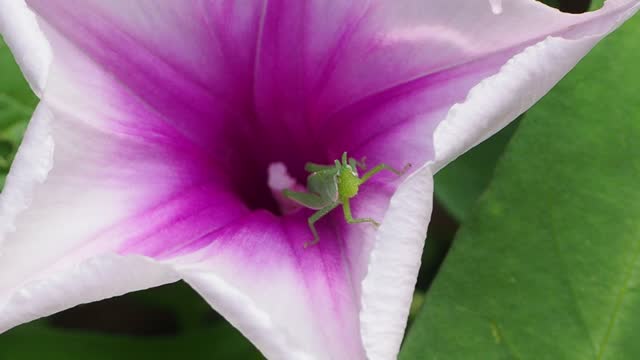 Grasshoper on morning glory flower