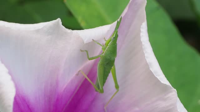 Grasshoper on morning glory flower
