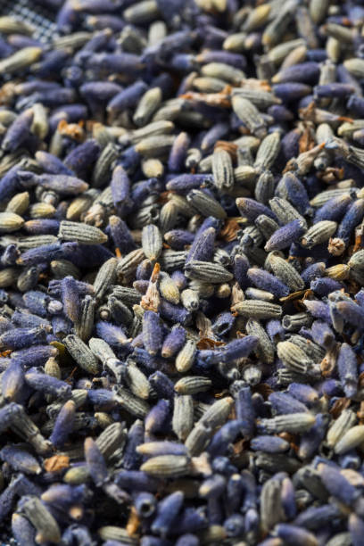 istock Homemade Purple Lavender Herbs 1305227826