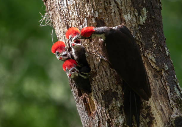 Pileated Woodpecker Portrait stock photo