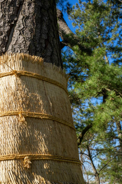 istock Pest control method of wrapping straw to remove pest larvae.　Japanese tradition 1305229435