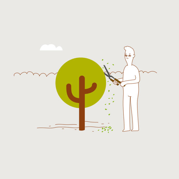 Man trimming tree with hedge shears. Man trimming tree with hedge shears, minimal vector illustration. branch trimmers stock illustrations