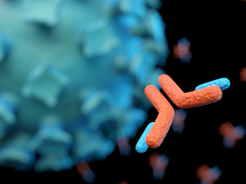 Antibodies attacking SARS-CoV-2 virus