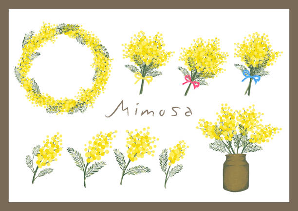 Mimoza Acacia Vector Material Bouquet Wreath Dried Flower Bouquet Floral Plant Spring Yellow acacia tree stock illustrations