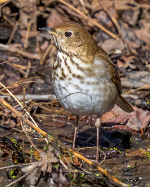 istock Wood Thrush Bird on a branch 1305235312