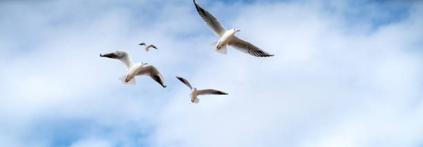 istock Flock of Seagulls in flight 1305238389