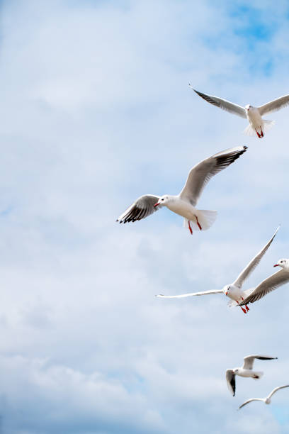 istock Flock of Seagulls in flight 1305239059
