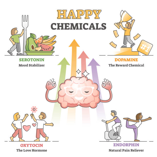 Happy chemicals as good and positive mood hormonal causes outline diagram Happy chemicals as good and positive mood hormonal collection outline diagram. Anatomical feeling explanation with serotonin, dopamine, oxytocin and endorphin as emotion causes from physiology aspect. hormone stock illustrations
