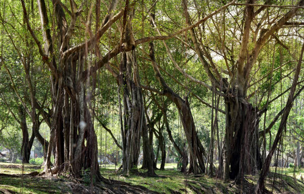 istock Natural green tree in park beautiful landscape 1305242011
