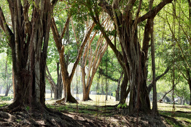 istock Natural green tree in park beautiful landscape 1305242016