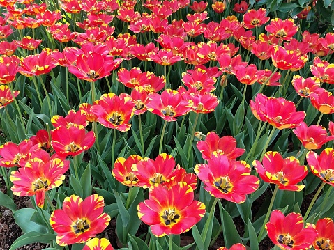 beautiful red tulips in garden