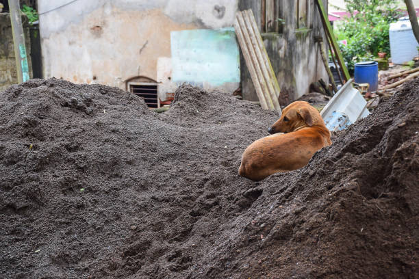 Brown color aspin breed dog looking at his left side and sitting on black soil at construction side in rainy day at kolhapur city maharashtra India.Focus on dog.