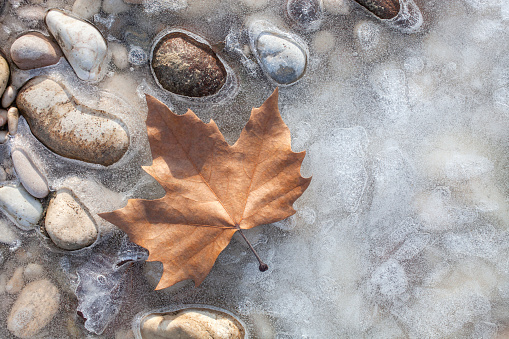 Old Birch leaf on melting spring ice in the forest. Last year's Birch leaf on melting spring ice on a sunny march day in the forest