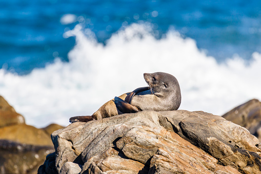 Pictured on the coastal rocks of Cape Gantheaume Conservation Park, Kangaroo Island