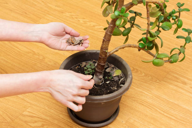 A woman is caring for a jade plant. The woman tends to the jade plant by removing plant debris from the flower pot. jade plant stock pictures, royalty-free photos & images