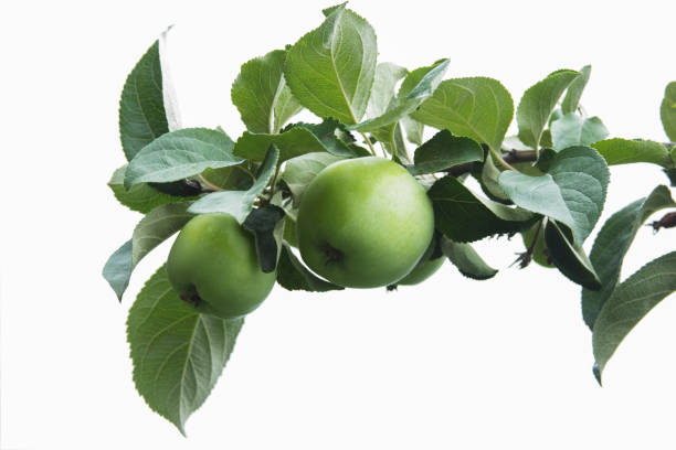 istock Green apples on the light background. Apple-tree branch on isolated backdrop 1305248901