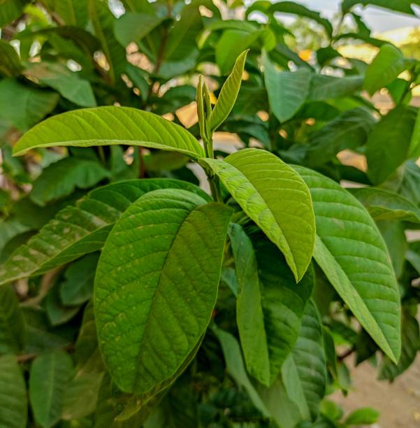Amrood ke Patte - Guava Leafs