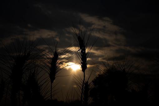 Wheat field silhouette at sunset