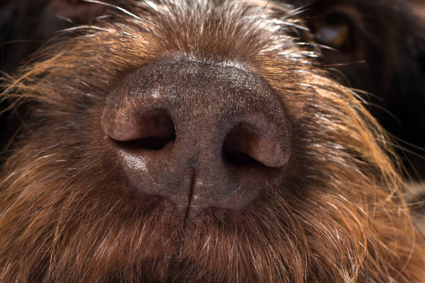 istock brown rough dog nose 1305251075