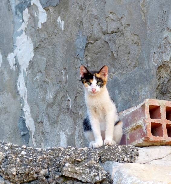 istock homeless mongrel kitten living at a construction site. 1305254068