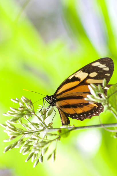 istock A Danaus Melanippus Butterfly feeding 1305256699