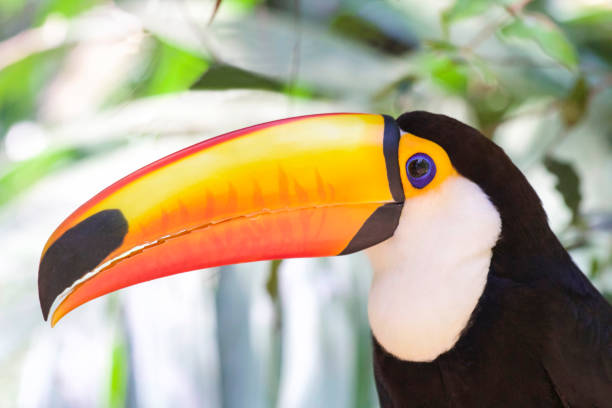 istock Beautiful beak of a Toco Toucan 1305256831