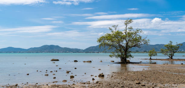 istock Tree standing by a sunny beach,  blue water ocean, blue sky and green mountain background. 1305256885