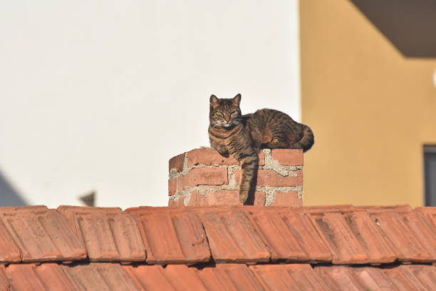 Grey cat on the roof of house