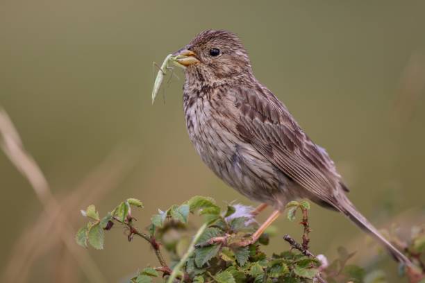 istock Nature Birds Yellow Brown Mole Bird 1305260302