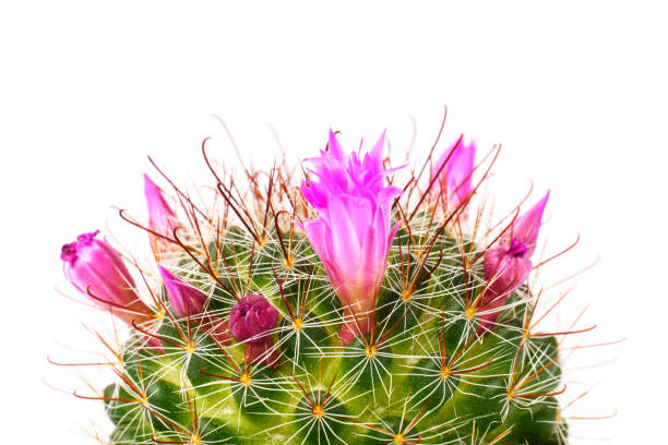 istock Close up of cactus flower isolated on white 1305261248