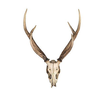 Head deer horn skull animal isolated on white background