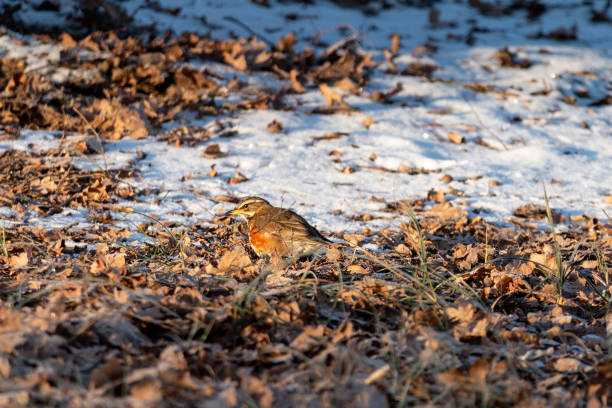 istock Rotdrossel Laubboden 1305262192