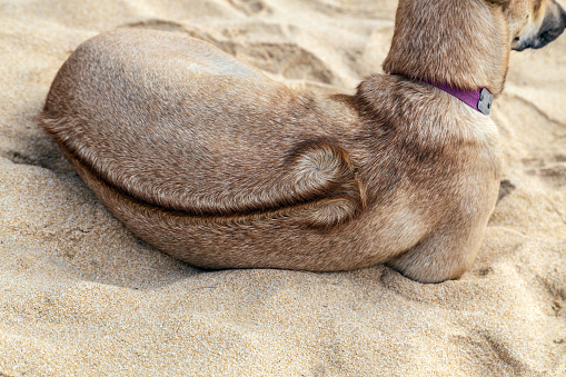 Dog Phu Quoc Ridgeback Vietnamese on the beach island
