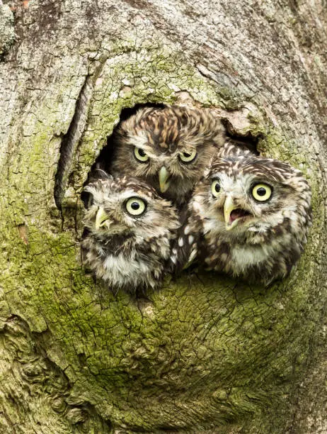 Three Little Owls peeping out of a hole in a tree trunk.  Scientific name: Athene Noctua.  Also known as Minerva. Natural woodland habitat.  Portrait.
