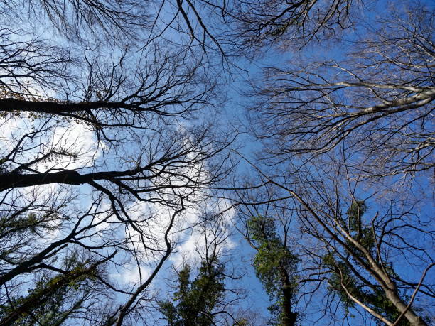 istock View from below into treetops on a sunny and cloudless day 1305264067