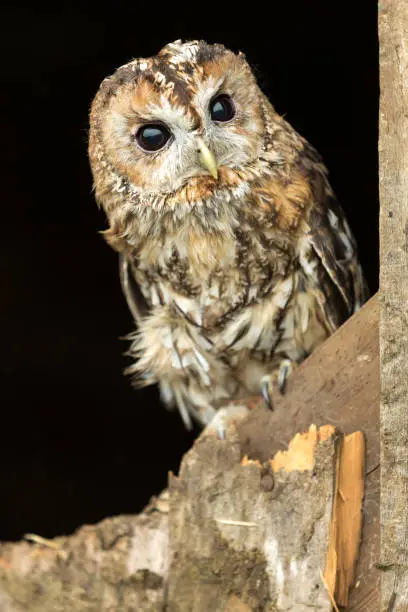 Portrait of a Tawny Owl, facing forward and perched on an old barn gate.  Dark Background. Close up. Scientific name: Strix Aluco