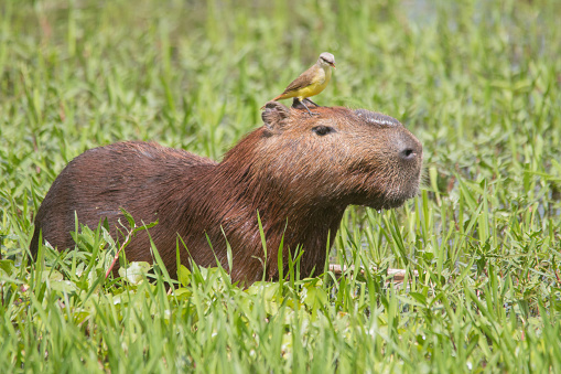 Capybara with a symbiotic relationship bird on the head in the Pantanal in Brazil, South America