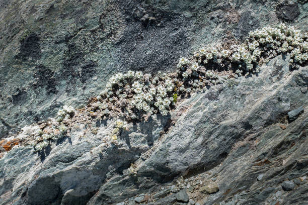 саут-айленд эдельвейс (leucogenes grandiceps) на трассе routeburb - routeburn falls new zealand mountain beauty in nature стоковые фото и изображения