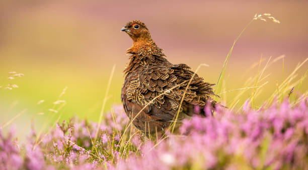 czerwony grouse samiec w lecie, stał w kwitnącej fioletowy wrzos na naturalnym siedlisku wrzosowiska. - swaledale zdjęcia i obrazy z banku zdjęć