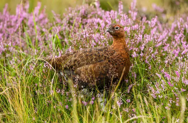 Red grouse male, Scientific name: Lagopus Lagopus, stood in natural grouse moor habitat with flowering purple heather.  Space for copy.  No people.  Horizontal.