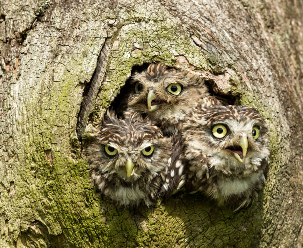 istock Three Little Owls huddled inside the hole of a tree trunk and peeping out.  Facing to the front.  Scientific name: Athene Noctua. 1305264249