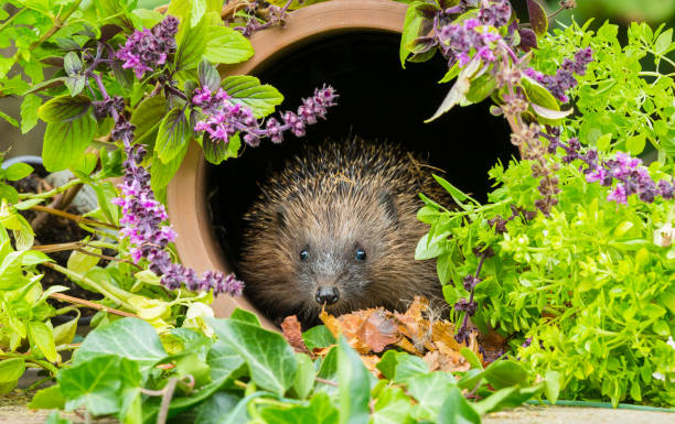 Hedgehog in Summertime.  Scientific name: Erinaceus Europaeus.  Wild, native, European hedgehog facing forward inside a clay drainage pipe with flowering herbs.  No people.