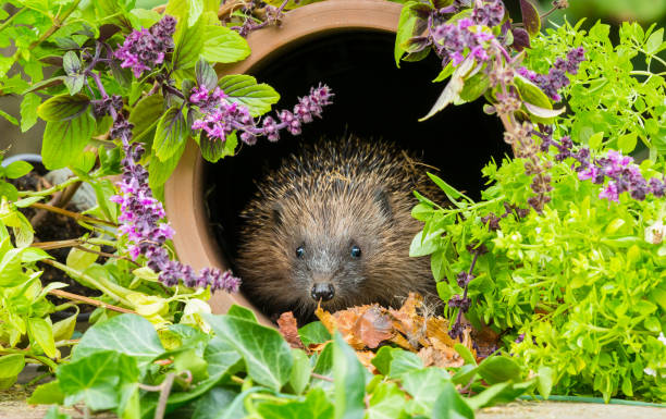 Hedgehog in Summertime, inside a clay drainage pipe with colourful flowering herbs stock photo