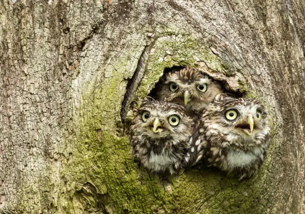 Photo of Three Little Owls huddled inside the hole of a tree trunk and peeping out.  Facing to the front.  Scientific name: Athene Noctua.